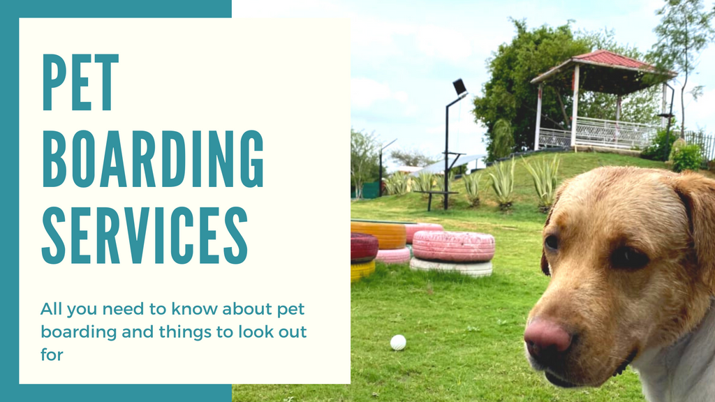 Pet Boarding: All you need to know