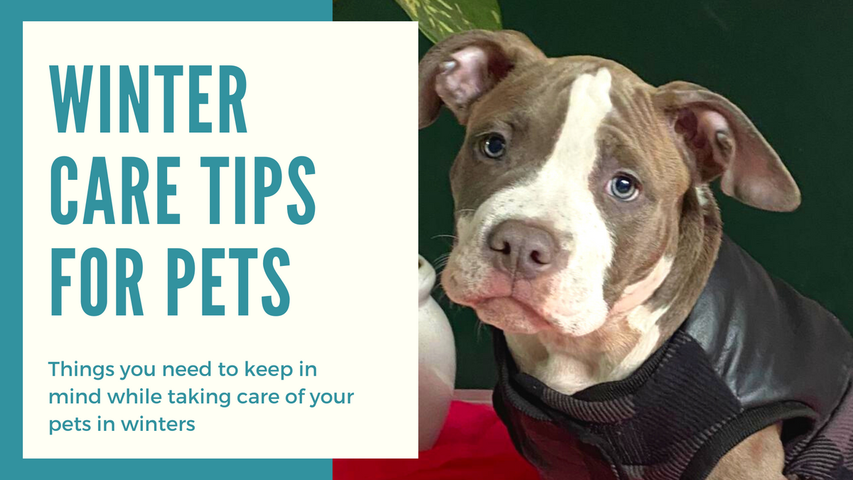 6 Winter Care Tips for pets – petstreetonline
