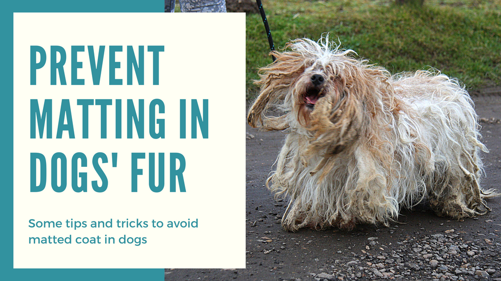 How to Prevent Matting in Dogs