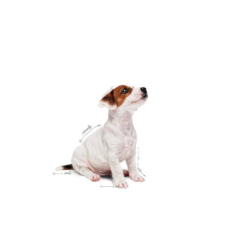 Royal Canin Mini Puppy Wet Gravy Pouch,(Packof12)