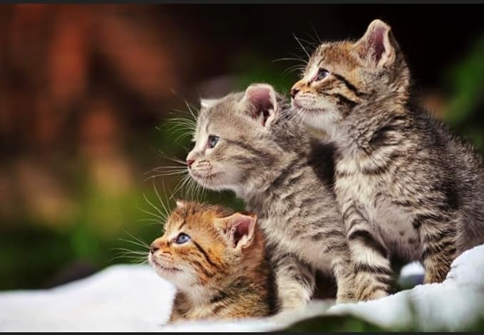 Bellotta Premium Wet Food for Cats and Kittens Tuna