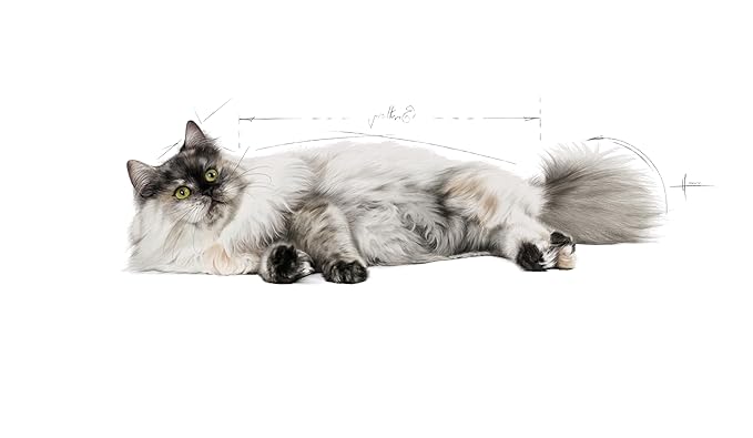 Royal Canin Hair and Skin Adult Cat Pebbles Food, 2 Kg