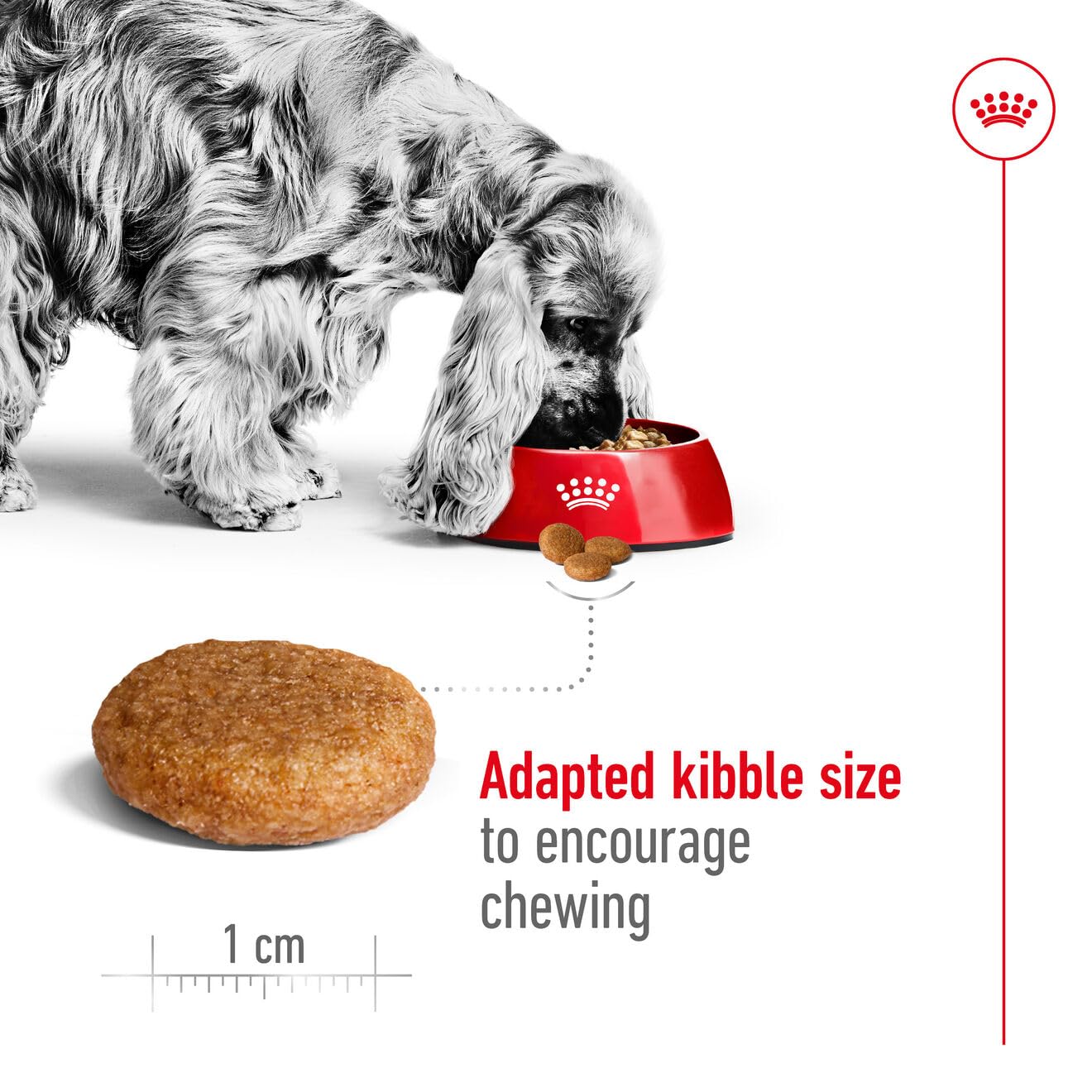 Royal Canin - Medium - Adult