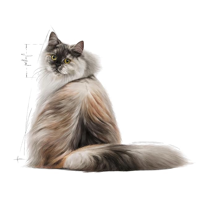 Royal Canin Hair and Skin Adult Cat Pebbles Food, 2 Kg
