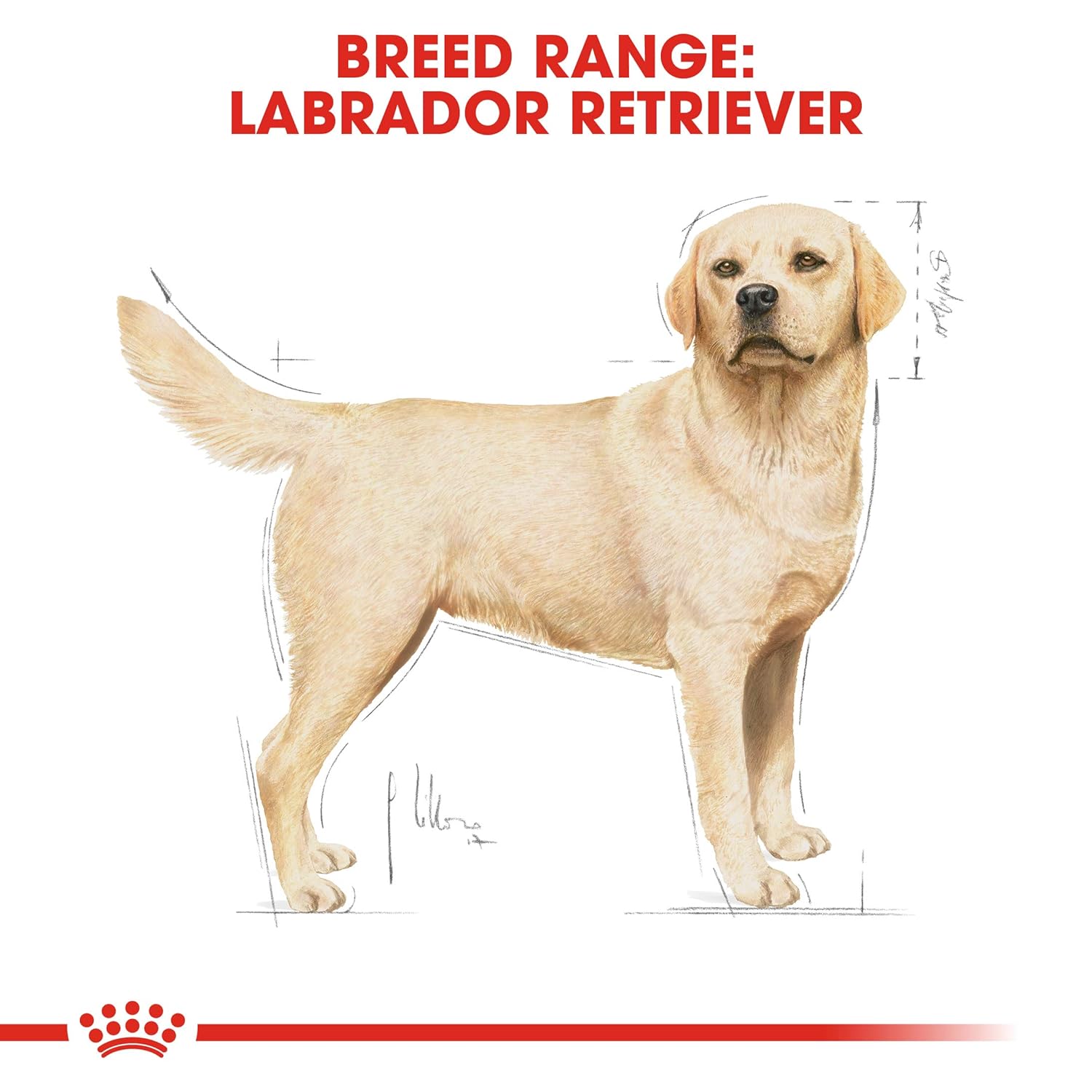Royal Canin Adult Labrador Meat Flavour Pellet Dog Food, 3 kg