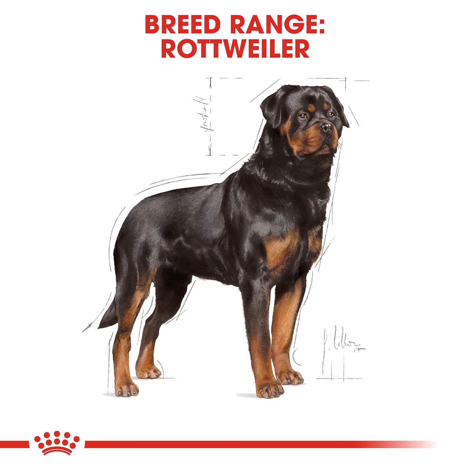 Royal Canin Rottweiler Adult 3 KG