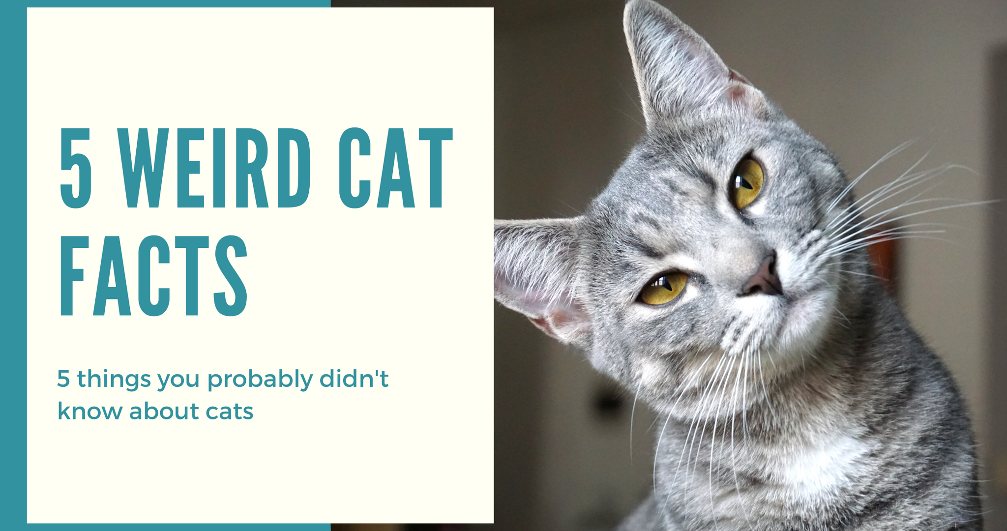 5 things you don’t know about cats