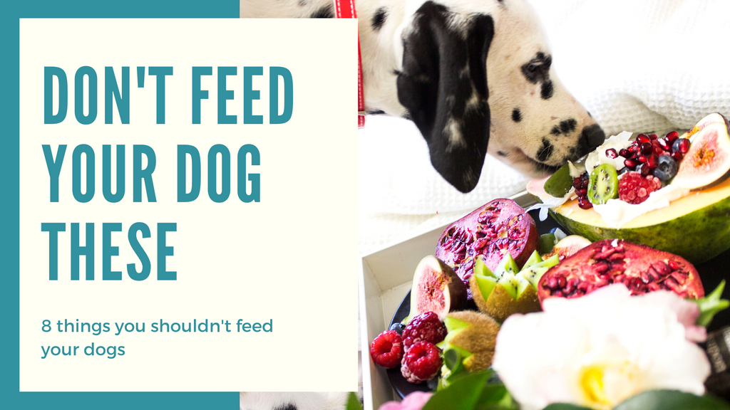 8 Things You Shouldn’t Feed A Dog