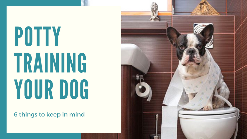 Potty training your dog: 6 Things to keep in mind