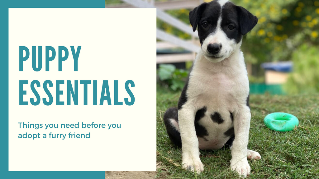 Puppy essentials: Things you need