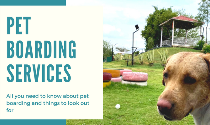 Pet Boarding: All you need to know