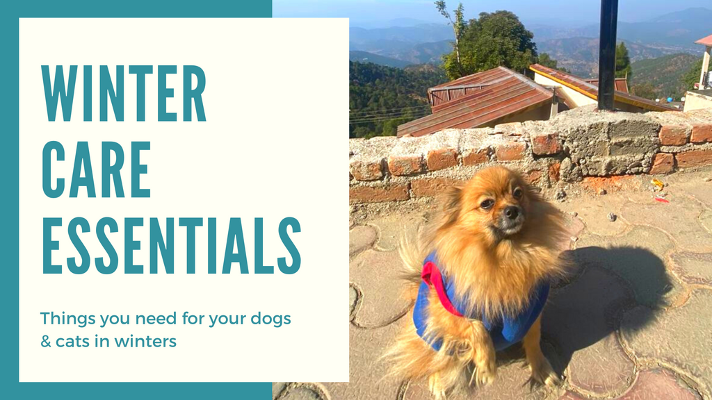 Winter Care Essentials: Cats & Dogs Edition
