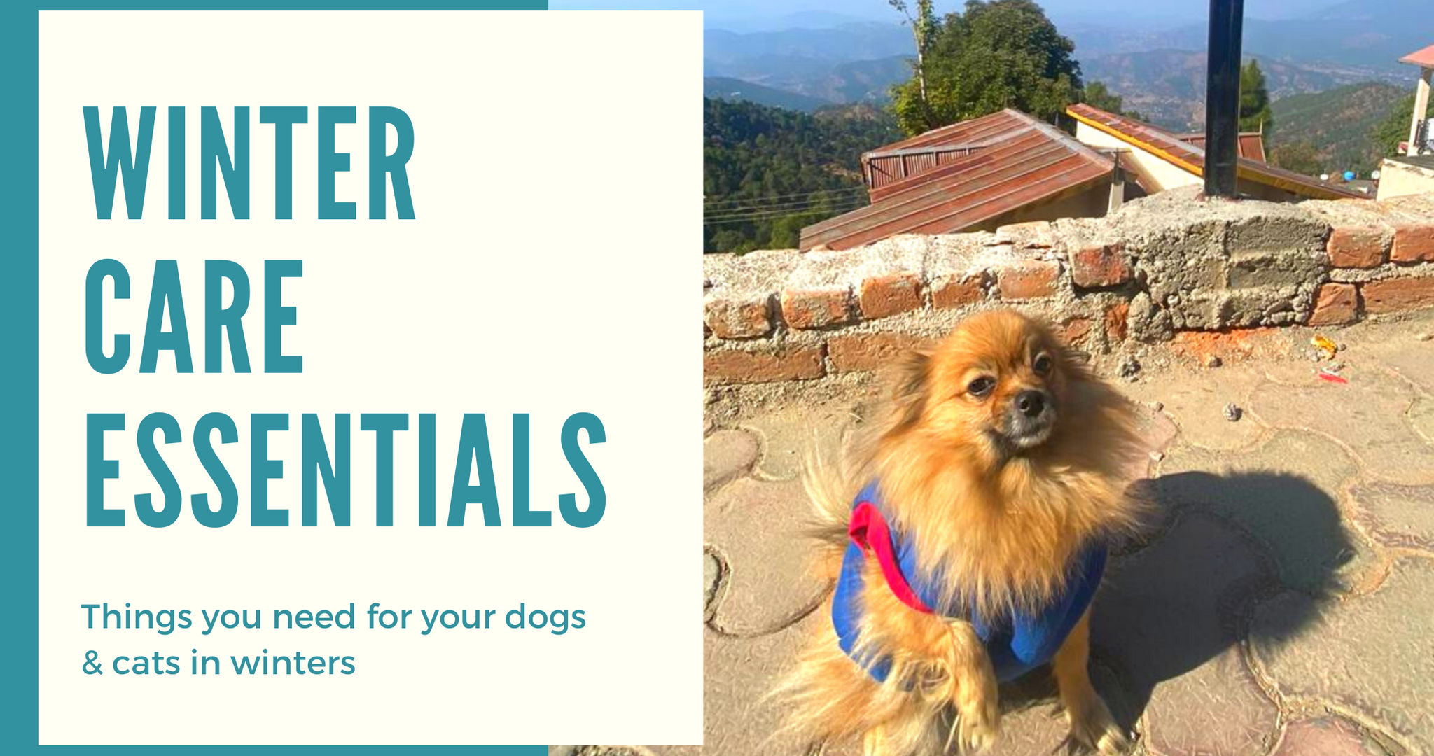 Winter Care Essentials: Cats & Dogs Edition