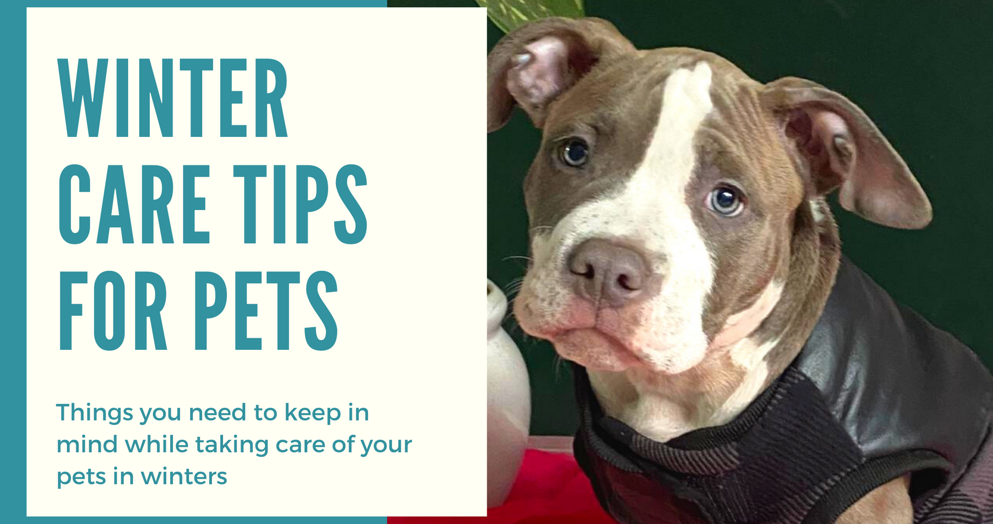 6 Winter Care Tips for pets