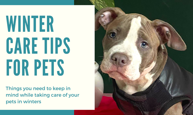 6 Winter Care Tips for pets