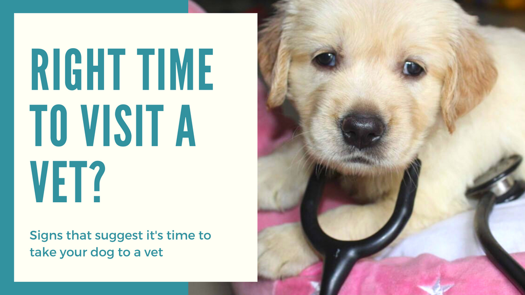 When should I take my dog to a vet?