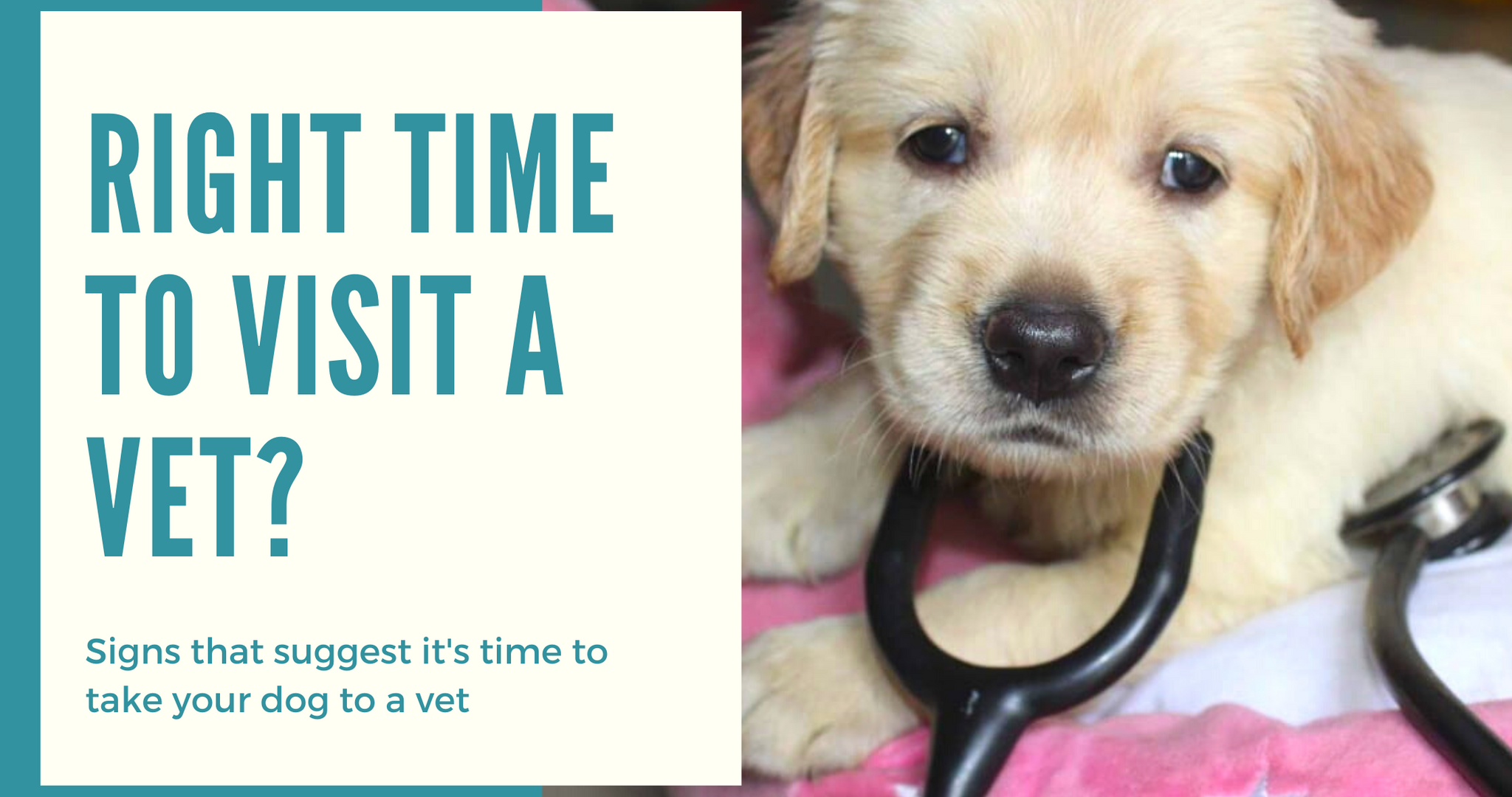 When should I take my dog to a vet?