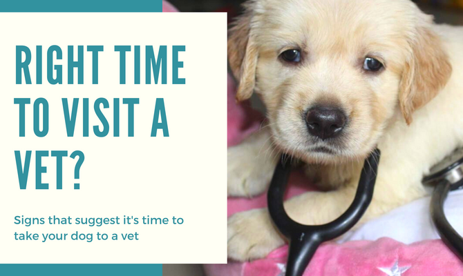 When should I take my dog to a vet?