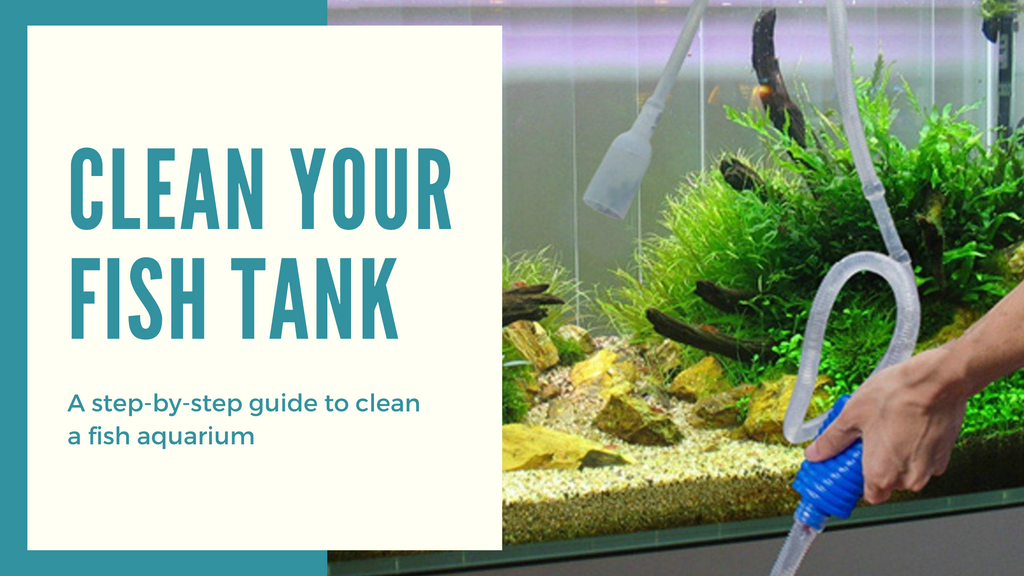 How To Clean A Fish Aquarium On Your Own