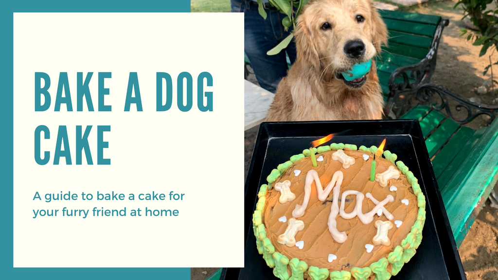 Bake a Cake for your Furry Friend at Home!