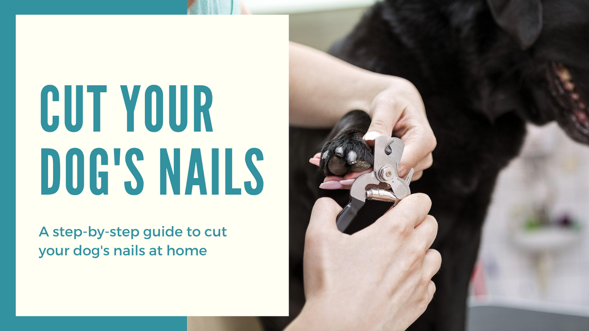 How to Cut Dog’s Nails at Home – petstreetonline