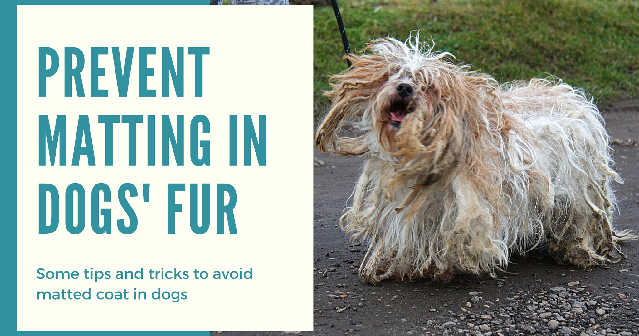 How to Prevent Matting in Dogs