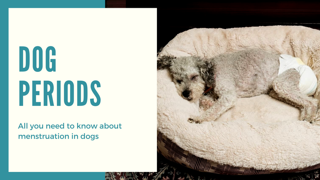 Menstruation in Dogs: All You Need To Know