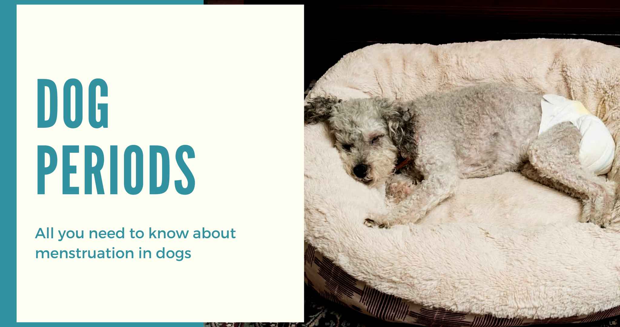 Menstruation in Dogs: All You Need To Know