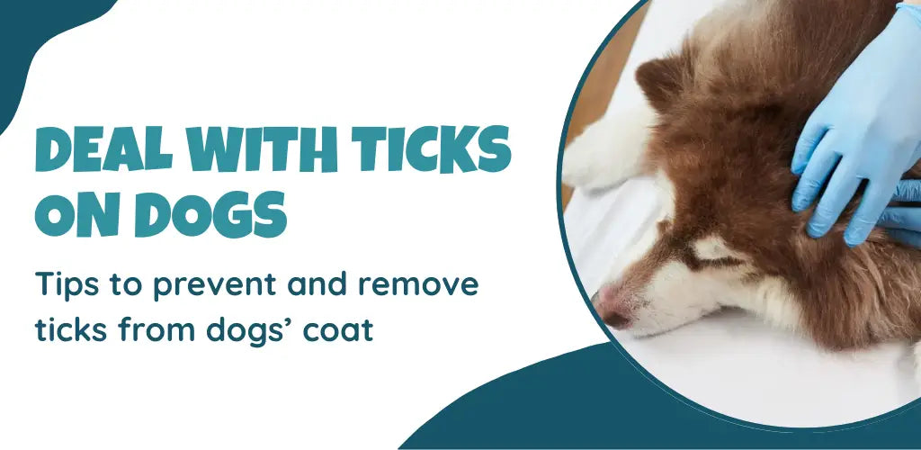 How to Deal with Ticks on Dogs