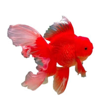 Load image into Gallery viewer, ToyaBits Special - Fish Food
