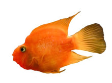 Load image into Gallery viewer, ToyaBits Special - Fish Food

