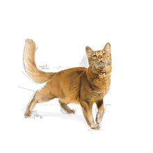 Load image into Gallery viewer, Royal Canin Fit 32 Adult Dry Cat Food 4 kg

