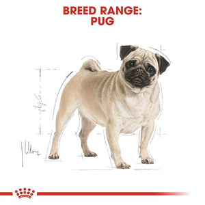 Royal Canin Pug Adult, 1.5 kg, Pack of 1