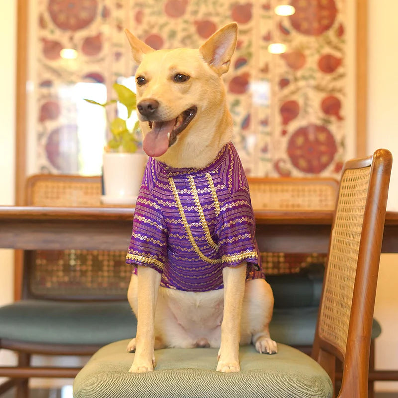 Festive Purple Kurta for Dogs – Elegant Ethnic Wear for Your Furry Friend