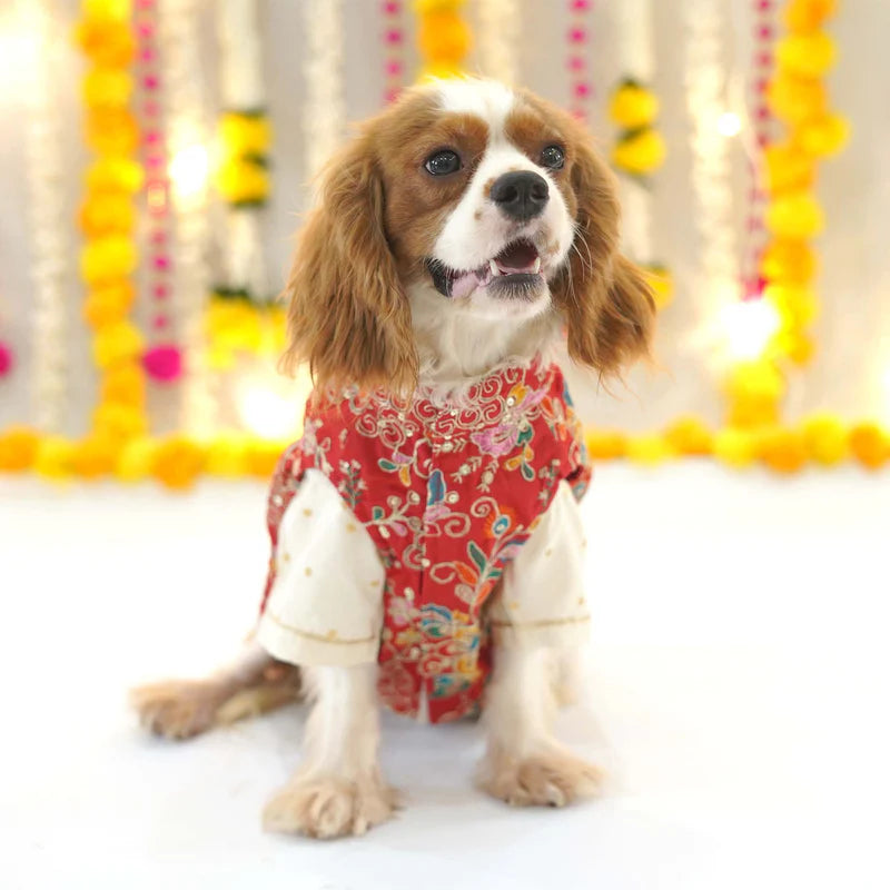 Festive Red Kurta for Dogs – Elegant Ethnic Festive Wear for Your Furry Friend |
