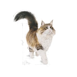 Royal Canin - Instinctive in Gravy Pack Of 12